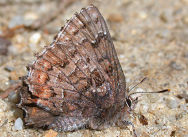 Eastern Pine Elfin